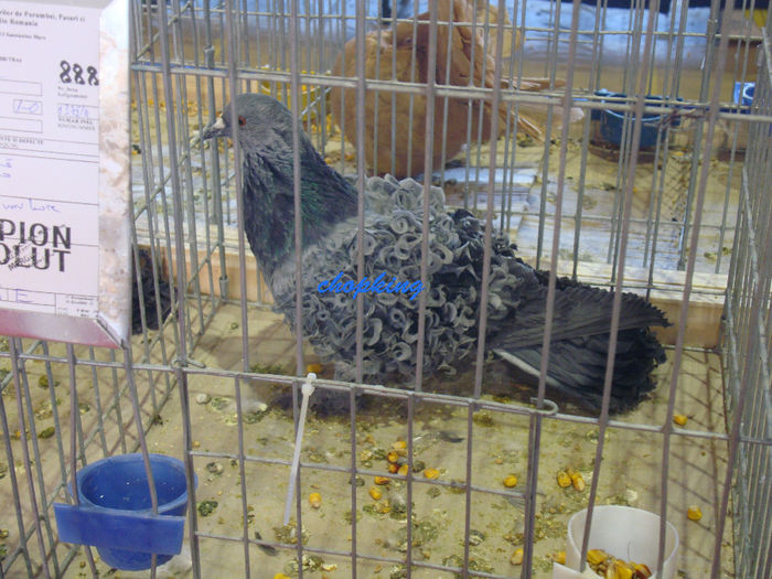 DSC08989
