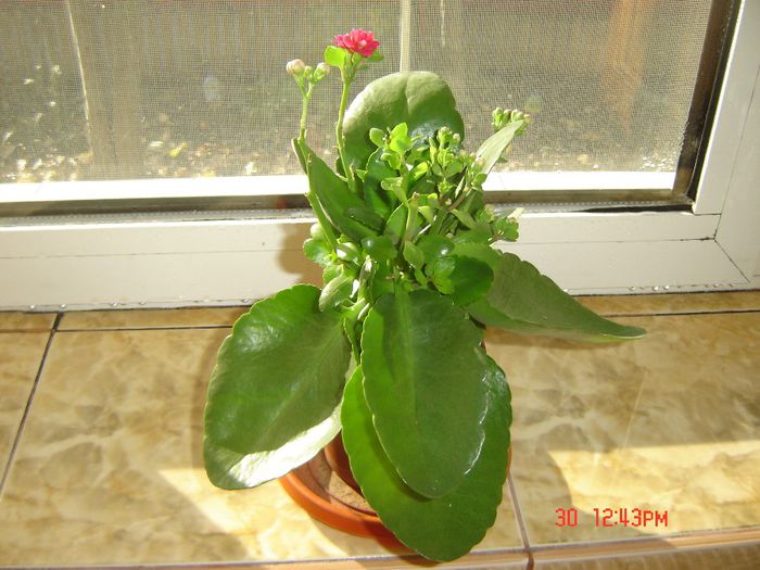 kalanchoe - flori