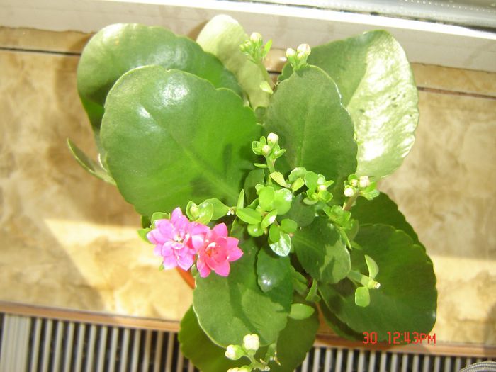 kalanchoe