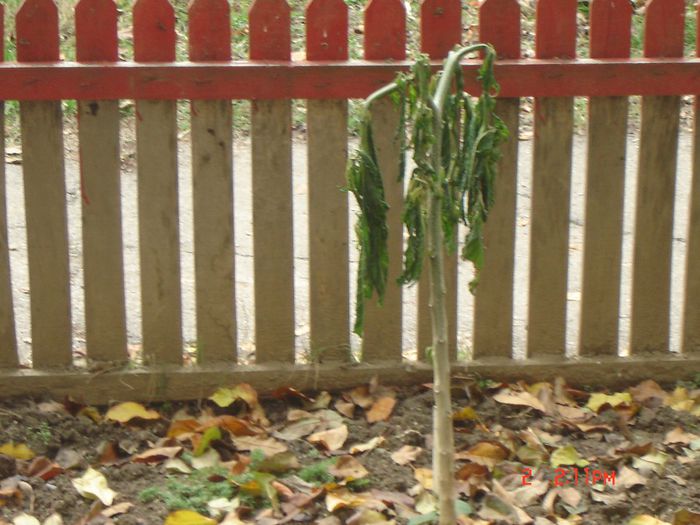 brugmansia; a prinso inghetul afara,oare mai poate fi salvata?
