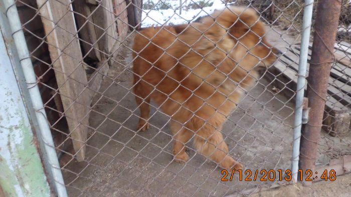 IMG_0214 - chow-chow maramures