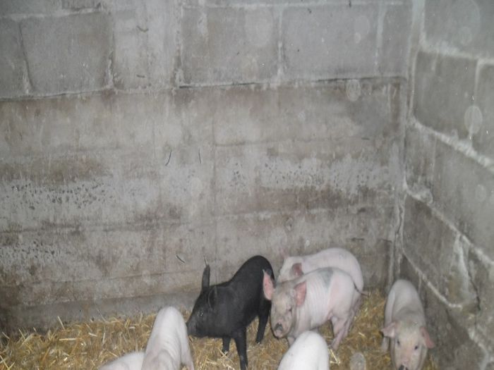 SAM_1003 - 1B Am intinerit efectivul animalelor din ferma  06-10-2013