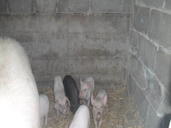 SAM_1004 - 1B Am intinerit efectivul animalelor din ferma  06-10-2013