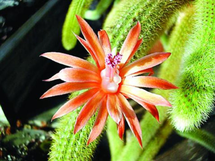 Aporocactus flagelliformis