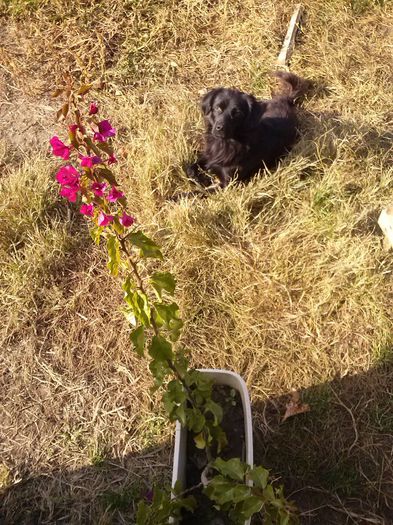 poze 019; prietenul curtii.....
