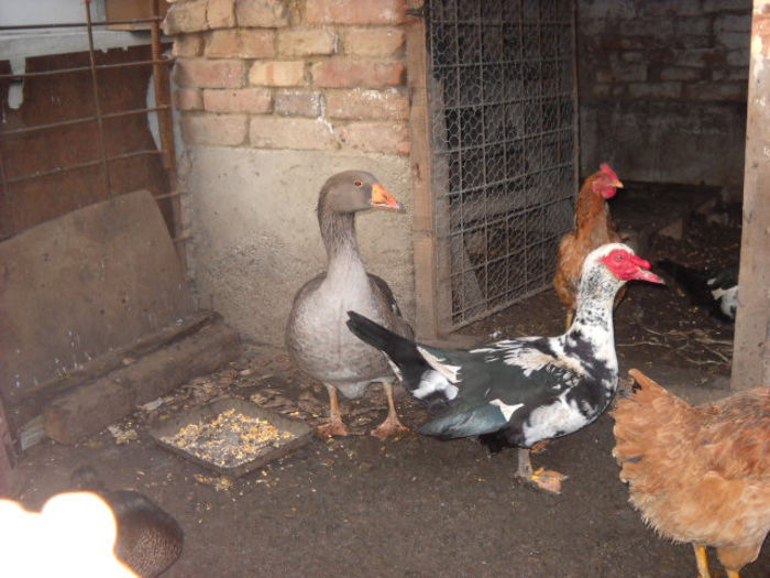 ? - achizitie boboci de gasca