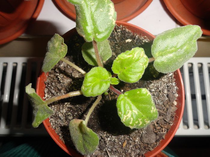 chimpansy - VIOLETELE MELE