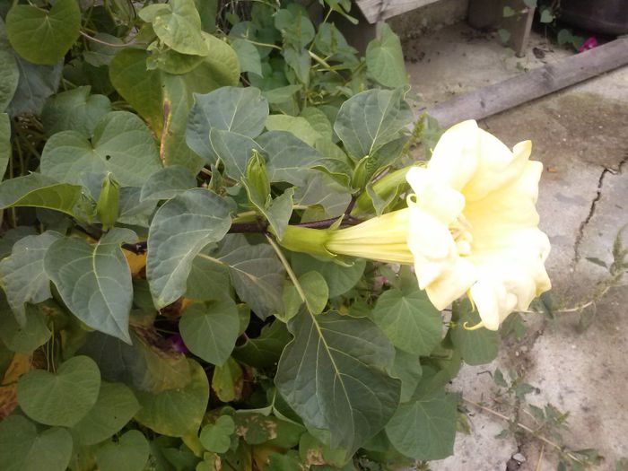 poze 066; datura sau cum se numeste ..galbena
