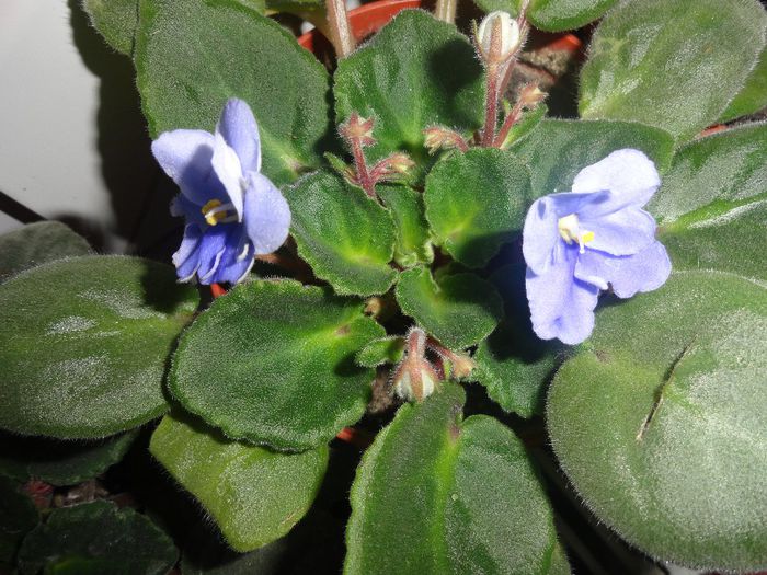 DSC07881 - VIOLETELE MELE