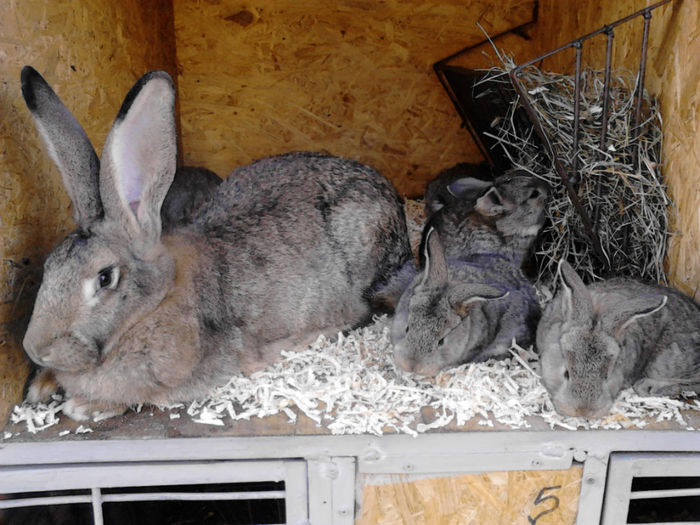  - a  Cuib F2   07-11-2013