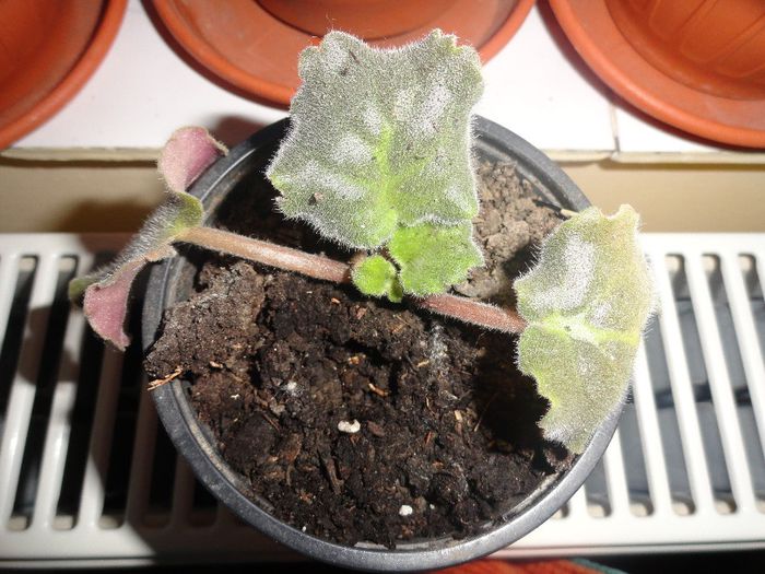 french lilac de la olivia 79-pierdut - VIOLETELE MELE