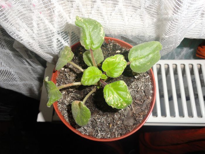 juicy peach de la olivia 79-pierdut - VIOLETELE MELE