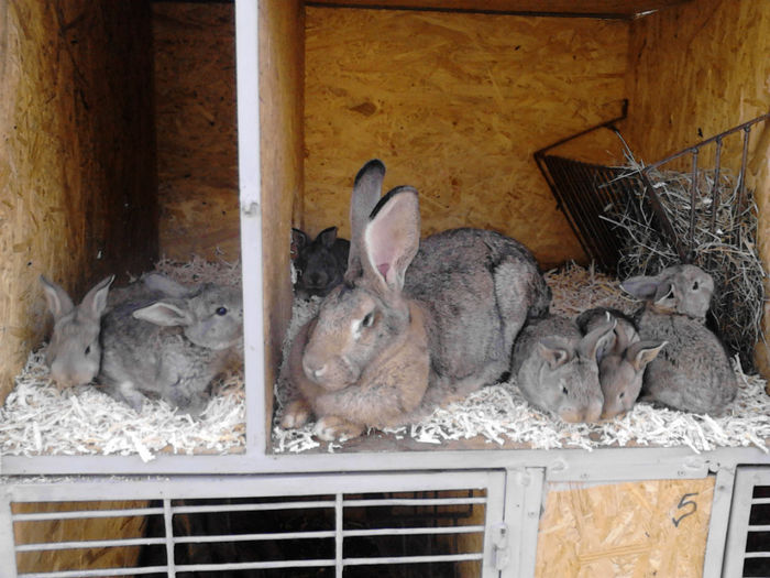  - a  Cuib F2   07-11-2013