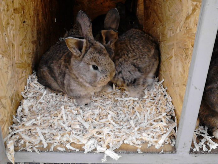  - a  Cuib F2   07-11-2013