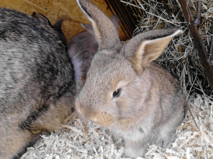  - a  Cuib F2   07-11-2013