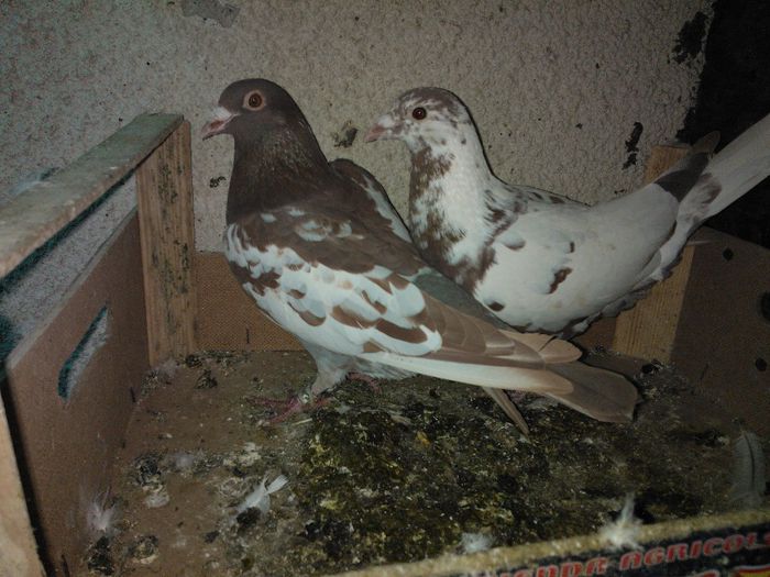 WP_005022 - MUNLEMANS