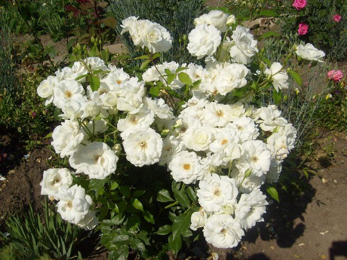 26 - flori de gradina 2013