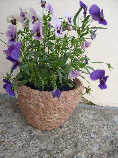 41 - flori de gradina 2013