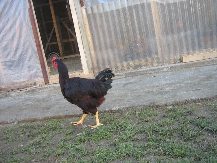 Picture 333