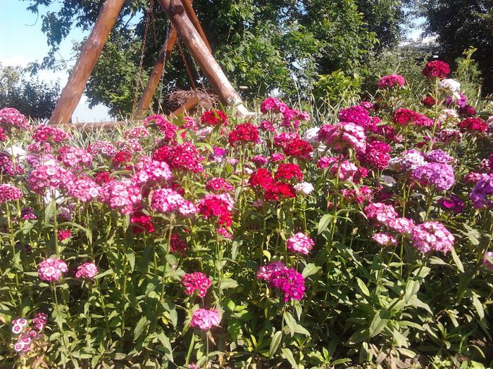 52 - flori de gradina 2013