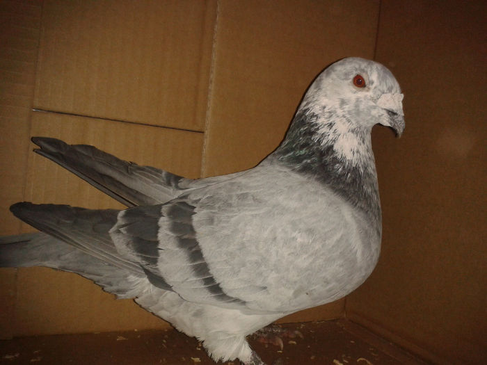 mascul cuc 2008 - porumbeii mei standard