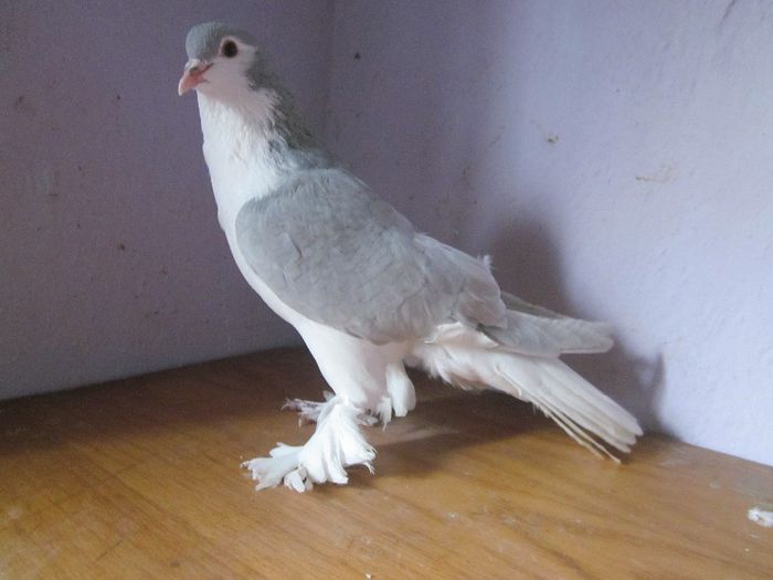 femela 2012 - PORUMBEI VINDUTI