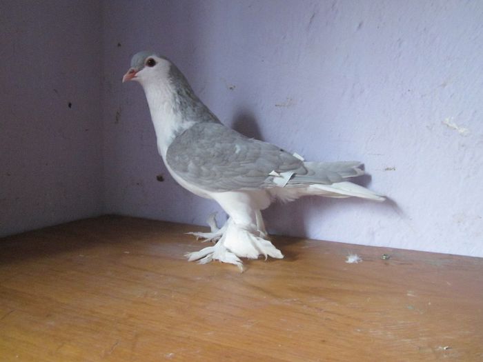 femela - PORUMBEI VINDUTI