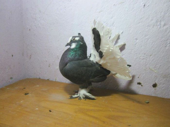 femela 2013 - PORUMBEI VINDUTI