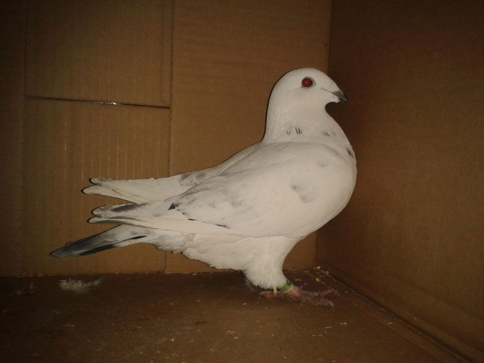 femela 2013 nu o vind!