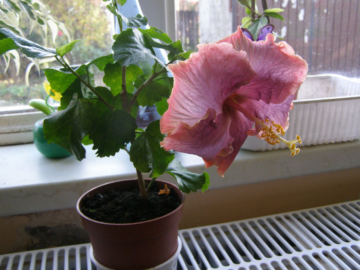 1 dec. - Flori de interior 2013