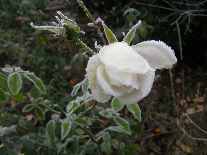 P1018709