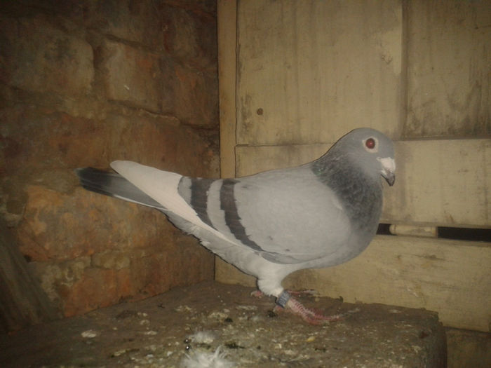 femela din doi germani