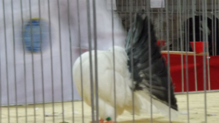 expo bekescsaba 1 decembrie 2013 080