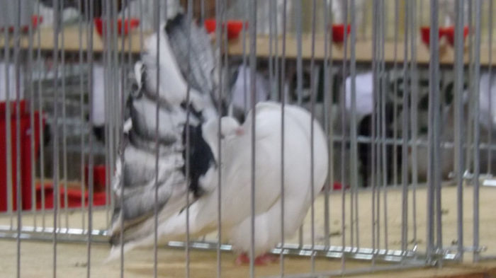 expo bekescsaba 1 decembrie 2013 082