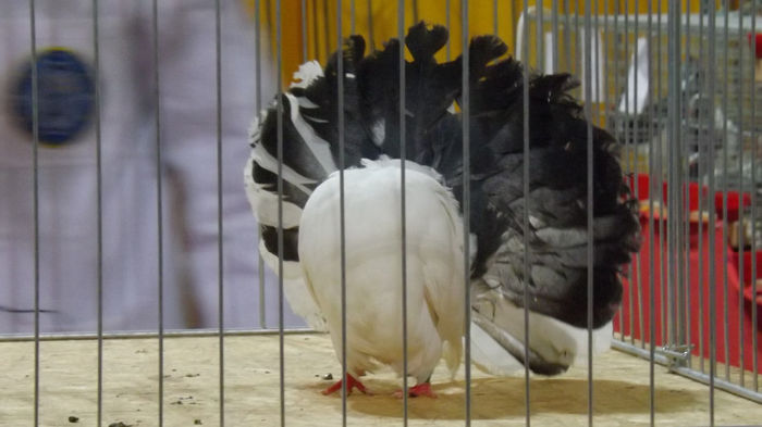 expo bekescsaba 1 decembrie 2013 084