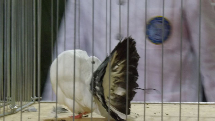 expo bekescsaba 1 decembrie 2013 087