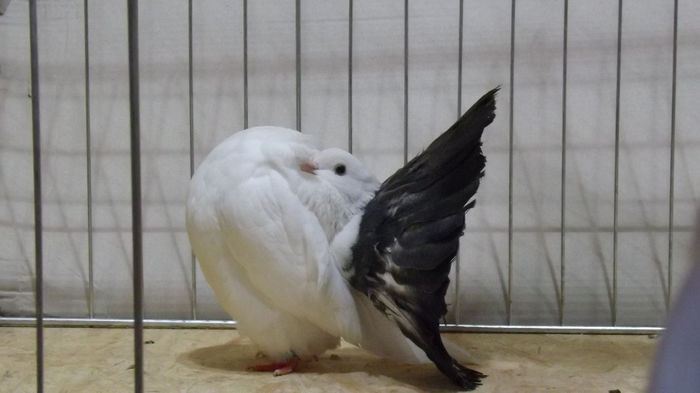 expo bekescsaba 1 decembrie 2013 088