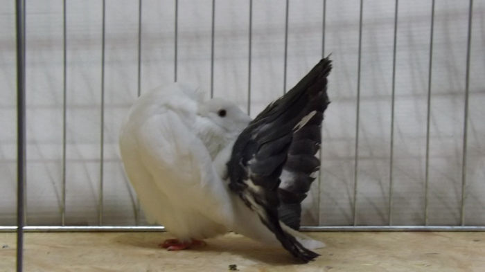 expo bekescsaba 1 decembrie 2013 090