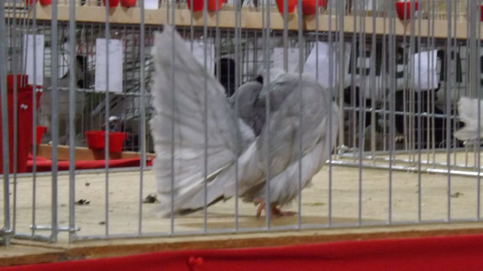 expo bekescsaba 1 decembrie 2013 091