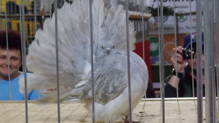 expo bekescsaba 1 decembrie 2013 092