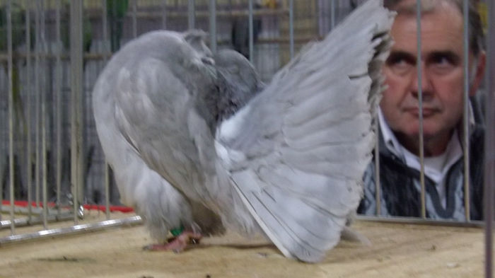 expo bekescsaba 1 decembrie 2013 093