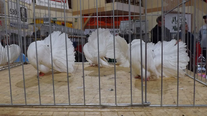 expo bekescsaba 1 decembrie 2013 099