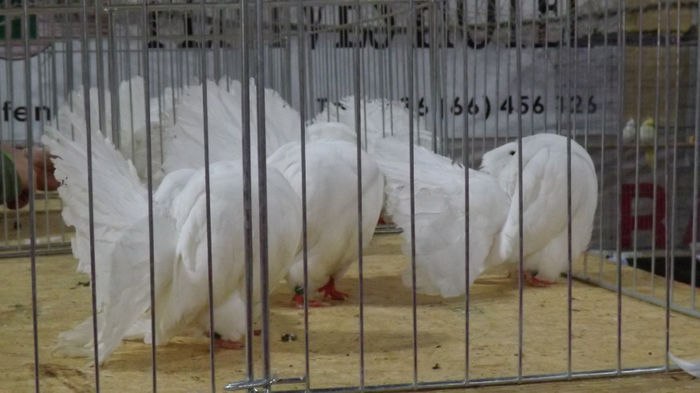 expo bekescsaba 1 decembrie 2013 101