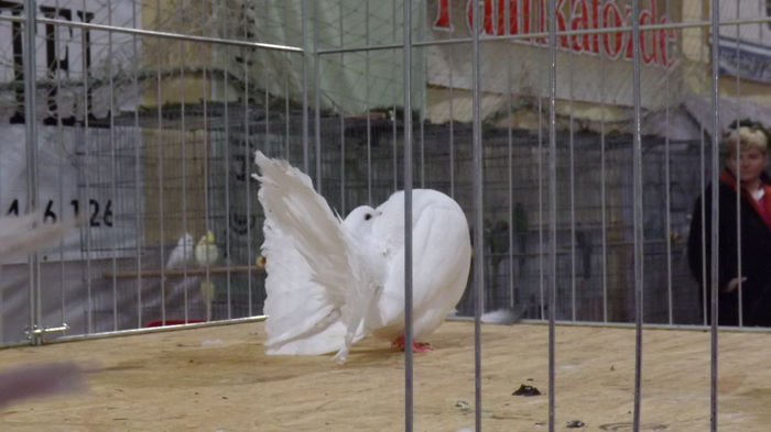 expo bekescsaba 1 decembrie 2013 102