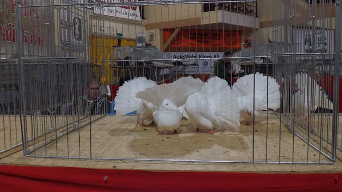 expo bekescsaba 1 decembrie 2013 106