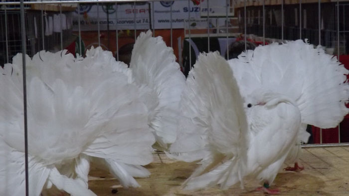 expo bekescsaba 1 decembrie 2013 108