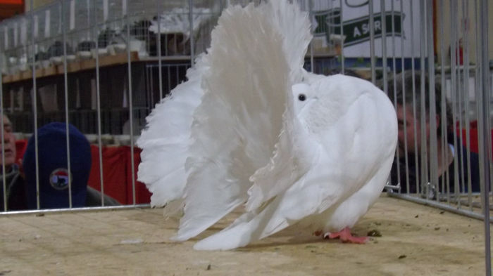 expo bekescsaba 1 decembrie 2013 109