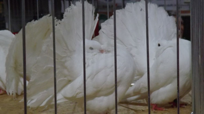 expo bekescsaba 1 decembrie 2013 112