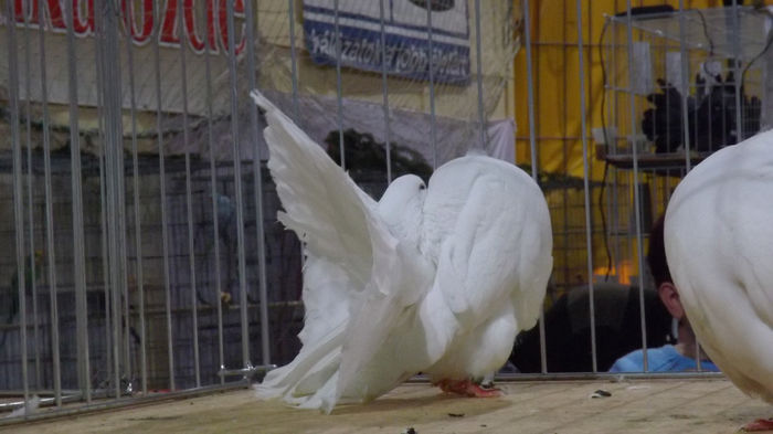 expo bekescsaba 1 decembrie 2013 115