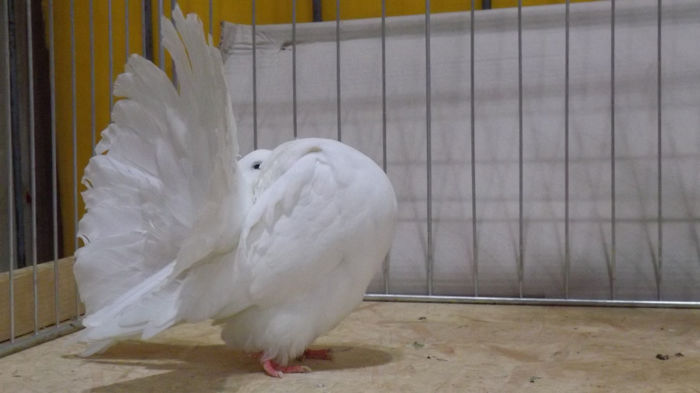 expo bekescsaba 1 decembrie 2013 119